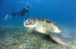 Diver and turtle by Chen Ji 
